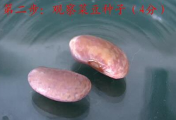 观察种子的结构实验视频,实验视频揭示种子结构全解析