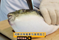 河豚视频,探索海洋生物的奇妙世界