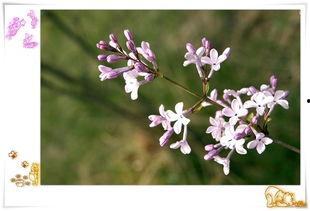 丁香在线视频,揭秘健康生活秘诀