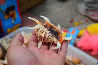 贝壳视频,探索房产新视角，解锁美好居住生活